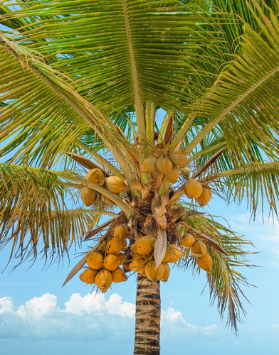Coconut Plants - Kadiyam Nursery